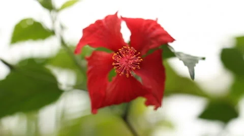 Tahitian flower Video stock 44186108