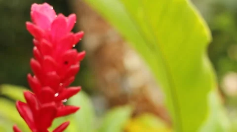 Tahitian Flower Video stock 44186497