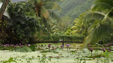 Tahitian nature Stock Footage