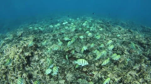 Tahitian reef and fish Video stock 44186638