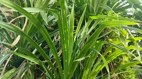 Tahitian screwpine (Pandanus tectorius) Stock Footage 310868593