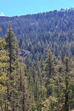 Tahoe Area Forest Stock Photos