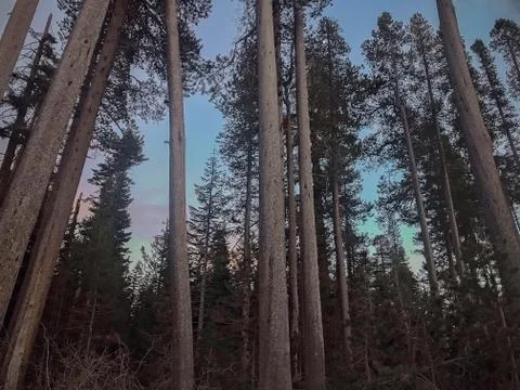 Tahoe Forest Trees Stockfoto's