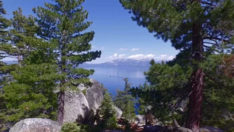 Tahoe Trees Stock Footage 90021384
