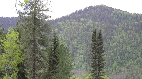 The taiga in the Altai Stock Footage 50825612