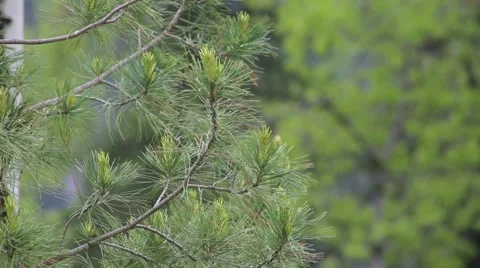 The taiga in the Altai Stock Footage 50825650