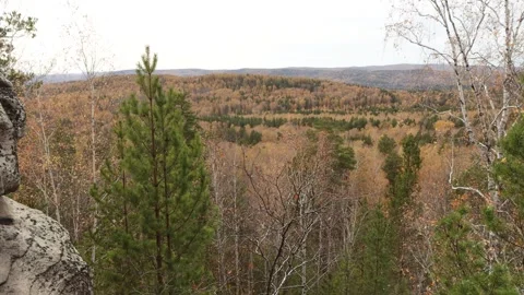 Taiga in autumn. 2 Shots. Stock Footage 332276133