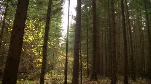Taiga in autumn Stock-Footage 8911858