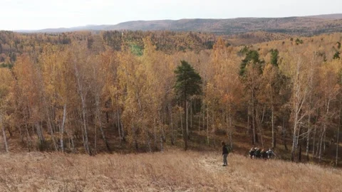 Taiga in autumn. Stock Footage 332276036