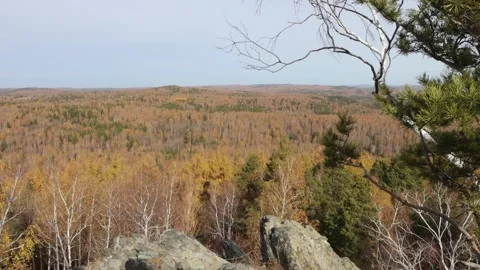 Taiga in autumn. Stock Footage 332276062