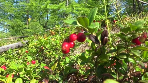 Taiga berries Video stock 301447716