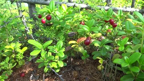Taiga berries Stock Footage 301447717