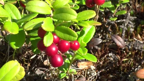 Taiga berries Stock Footage 301447718