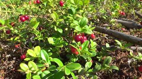 Taiga berries Stock Footage 301447719