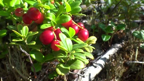 Taiga berries Stock Footage 301447720