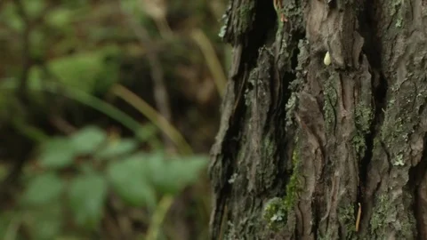 Taiga. Camera refocuses from tree to grass Stock Footage 115324129