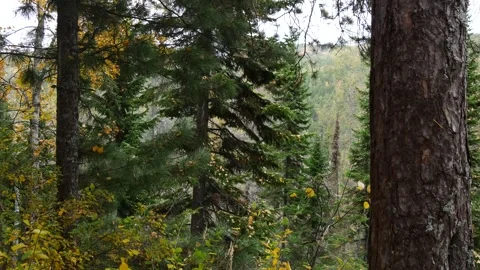 Taiga on a cloudy autumn day. Stock Footage 295702431