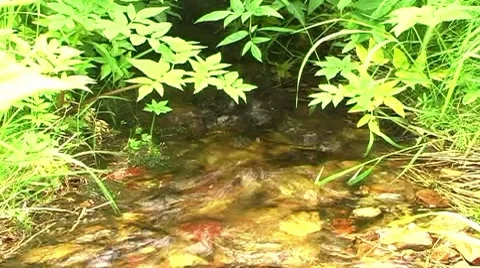 Taiga creek Stock Footage 8760405