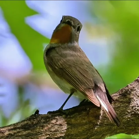 Taiga flycatcher perched on a tree branch in a lush green forest Vidéo 334635343