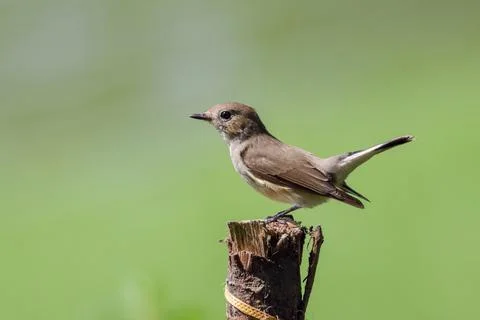 Taiga flycatcher Stock Photos