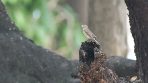 Taiga Flycatcher on the stump Stock Footage 88148061