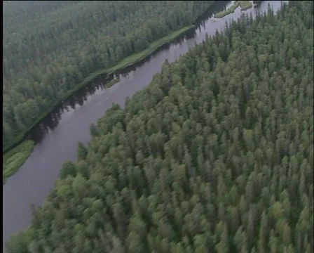 Taiga Video stock 573206