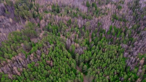 Taiga 스톡 동영상 192405234