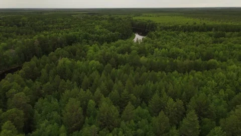 Taiga forest and winding river in Siberia. Aerial view Stock Footage 302182359