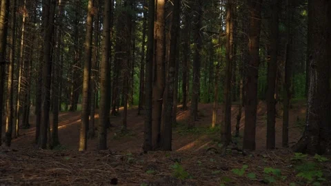 Taiga forest in Siberia. Moving camera Stock Footage 282778268