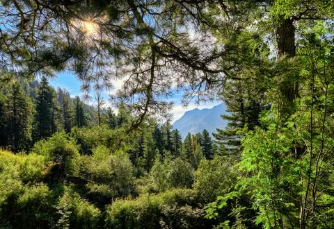 Taiga landscape Stock Photos