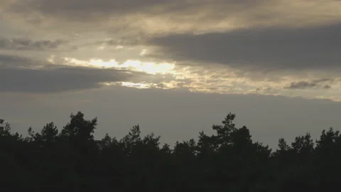 Taiga pine forests Stock Footage 162739105