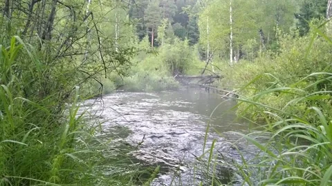 On the taiga river after the rain Stock Footage 202168998