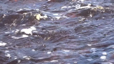Taiga river in early spring Stock Footage 260644607