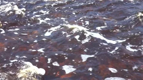 Taiga river in early spring Stock Footage 260644611
