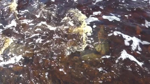 Taiga river in early spring Stock Footage 260644639