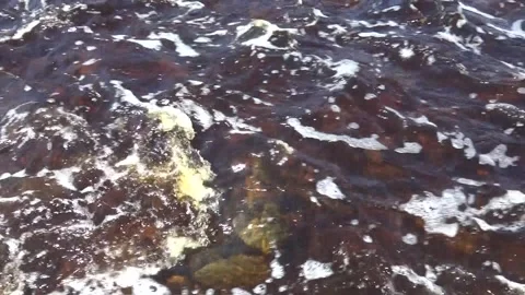 Taiga river in early spring Stock Footage 260644648