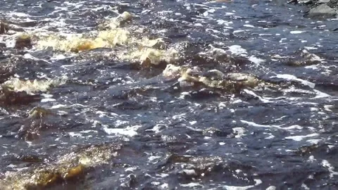 Taiga river in early spring Video stock 260644652