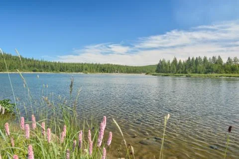 Taiga river. Stock Photos