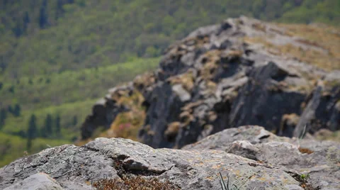 Taiga in Spring, Russia Stock Footage 37864087
