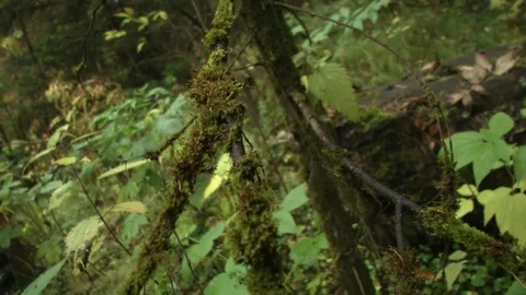 Taiga. Tree branch covered with moss Stock Footage 115324142