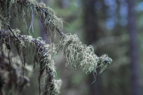 Taiga, tree branches covered with moss closeup Stock Photos