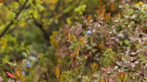 Taiga, tundra Stock Footage 10872501