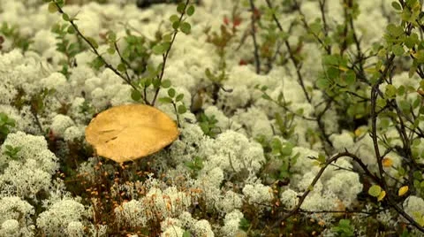 Taiga, tundra Stock Footage 10872502