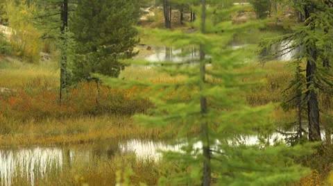 Taiga, tundra Stock Footage 10872503