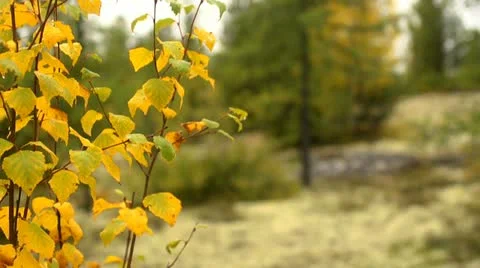 Taiga, tundra Stock Footage 10872505