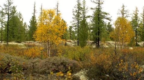 Taiga, tundra Stock Footage 10872517