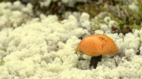 Taiga, tundra Stock Footage 10872532
