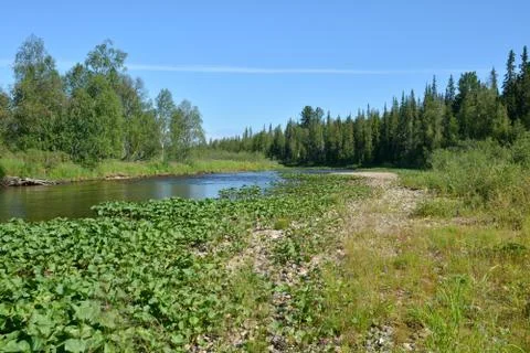 Taiga Ural River. Stock Photos