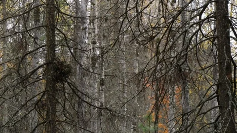 The taiga wilderness with dead pine trees on a cloudy autumn evening. Video stock 295703594