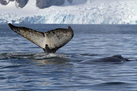 Tail and back of two humpback whales swimming in the background of glaciers Stock-Fotos